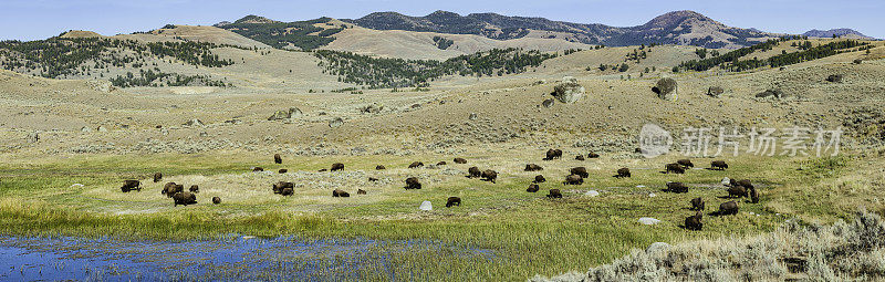美洲野牛美国野牛或野牛(bison bison)，也通常被称为美国水牛或简单的水牛，发现于黄石国家公园和一个大的牧群。